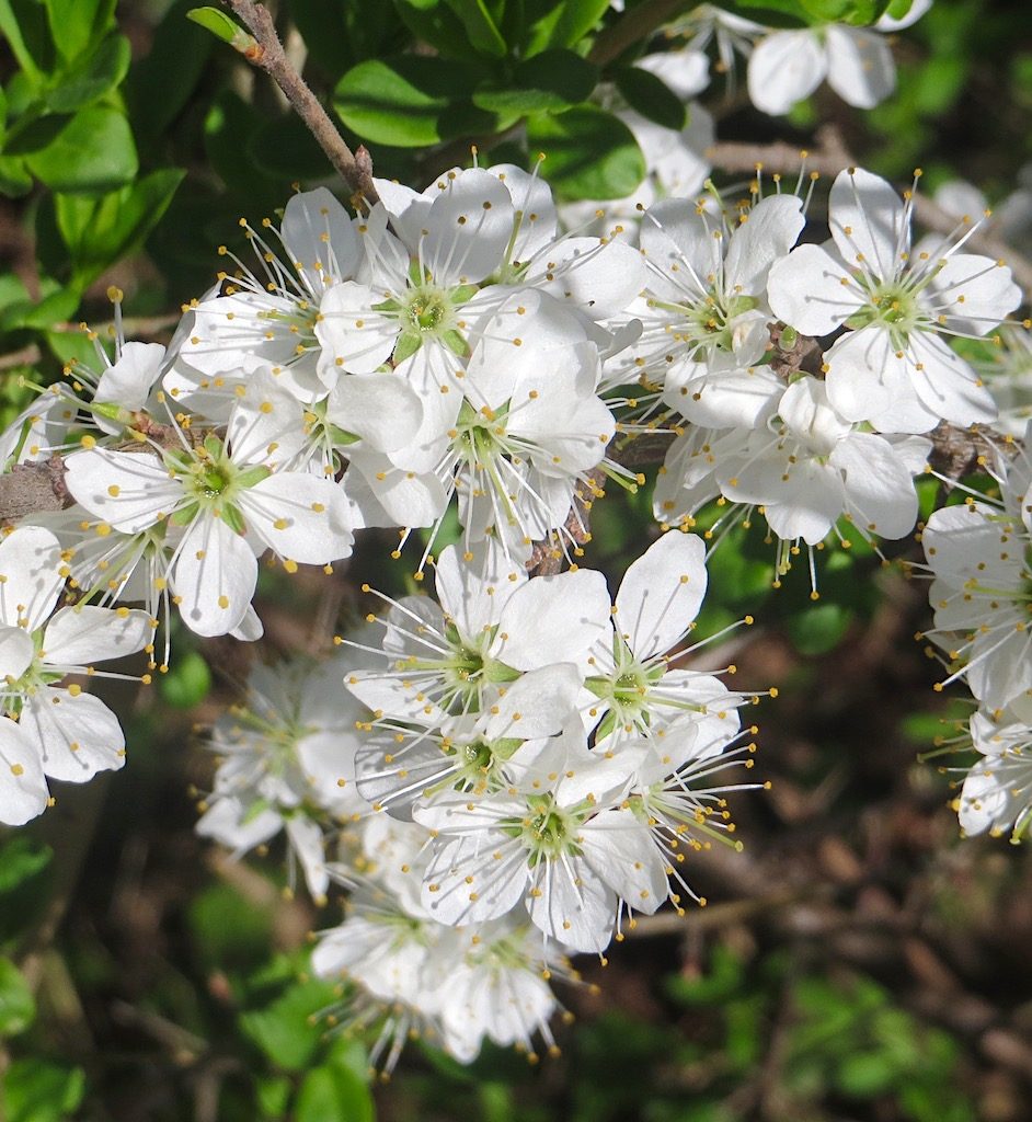 Schlehenblüten