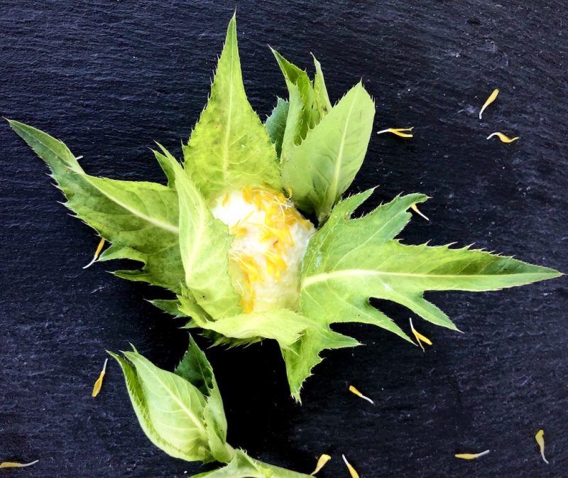 Workshop: Käse aus Wildpflanzen mit Labenzym herstellen
