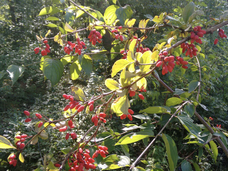 Berberis vulgaris