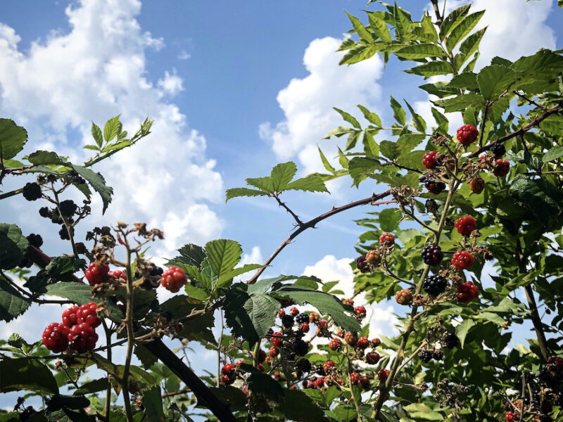 Rubus fruticosus