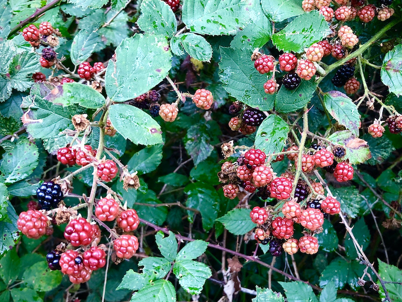 Rubus fruticosus