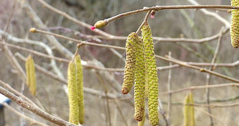 Haselkätzchen