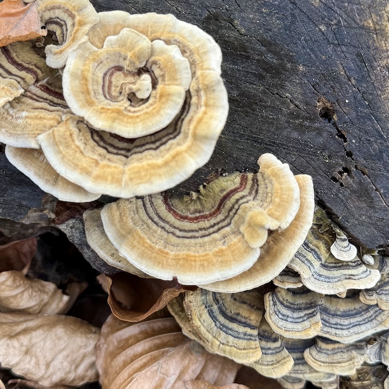 Vitalpilz Schmetterlingstramete