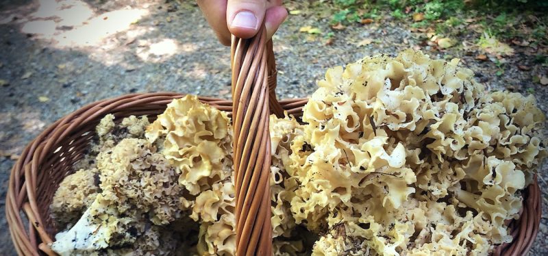 Workshop: Heimische Pilze im Wienerwald kennenlernen und nützen