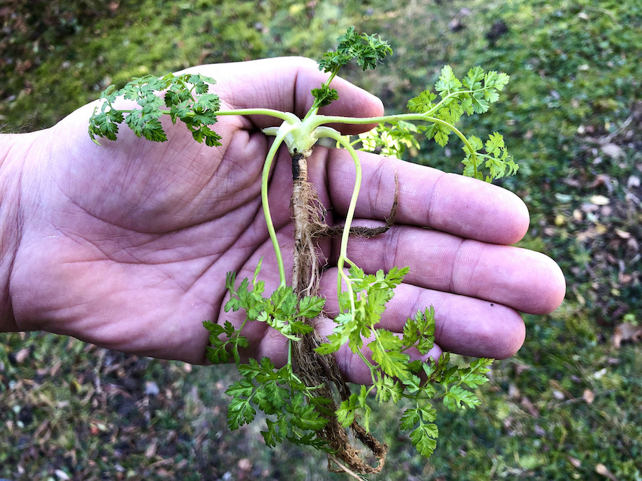 Echter Kerbel  Kstliches Winterkraut - Abenteuer am Wegesrand