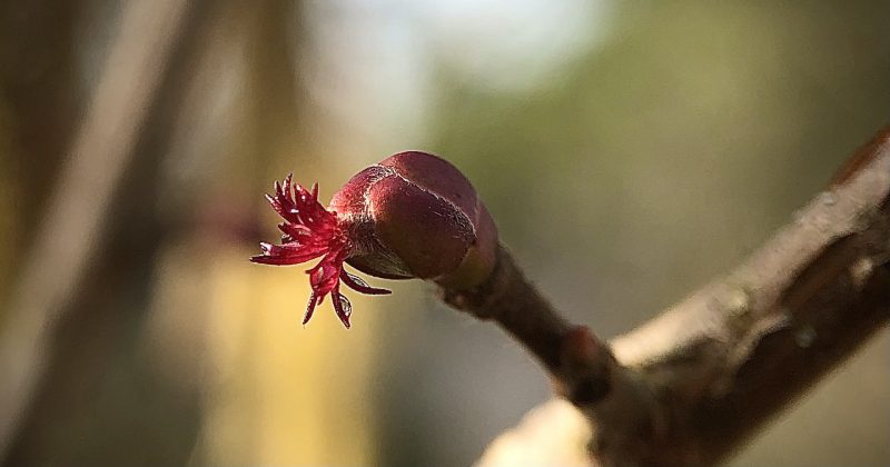 Knospenwanderung mit Herstellung von Gemmomazeraten