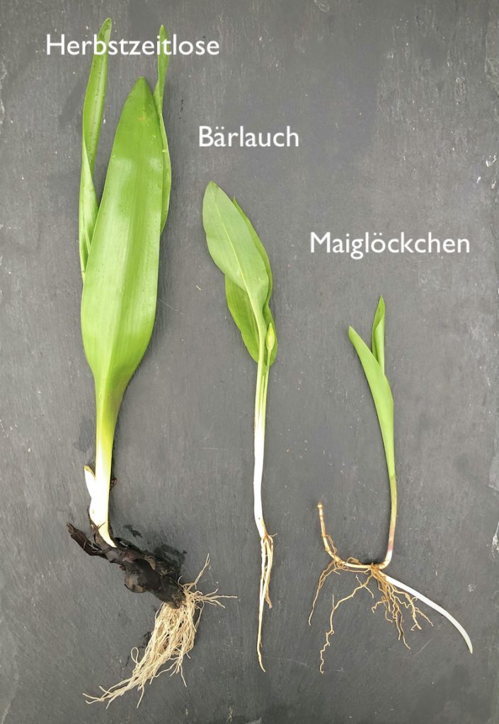Bärlauch sicher bestimmen