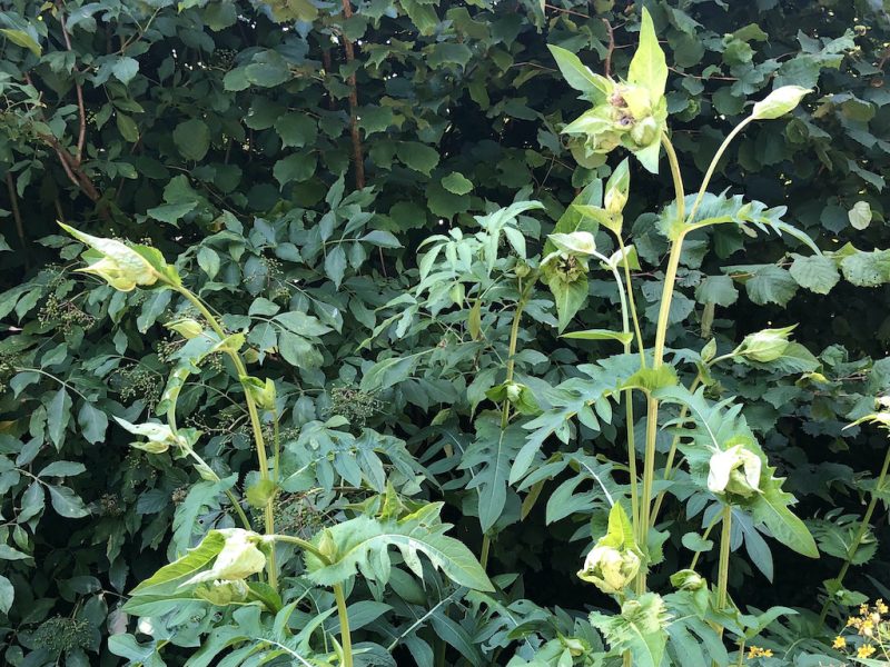 Kohl-Kratzdistel