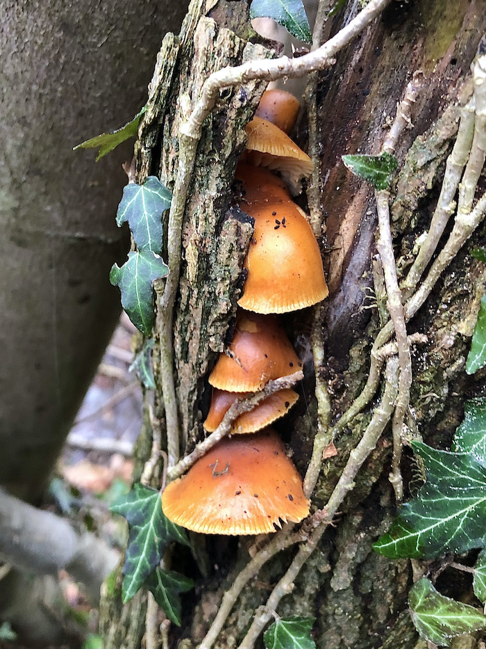 Flammulina velutipes