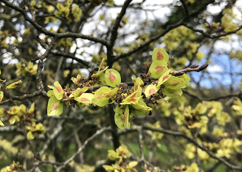 Selbstversorgung aus dem Wald – Essbare Laub- und Nadelbäume im Frühjahr