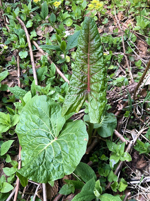 Rumex alpinus