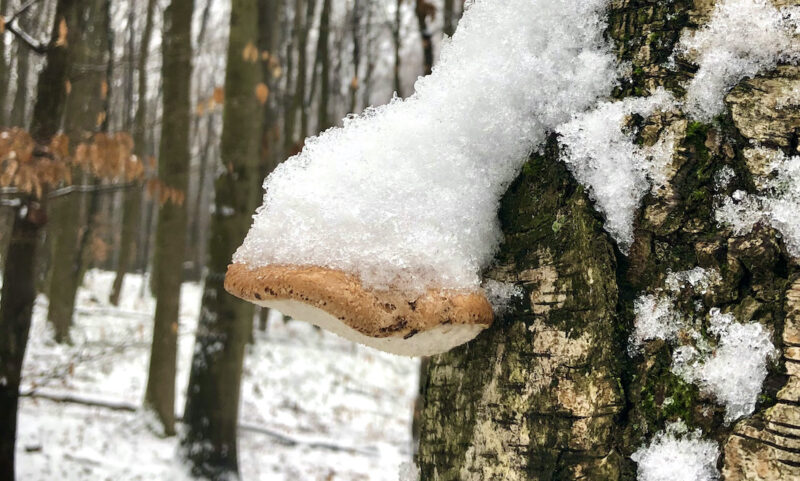 Abschied vom alten Jahr – Winterwanderung zum Hängenden Stein