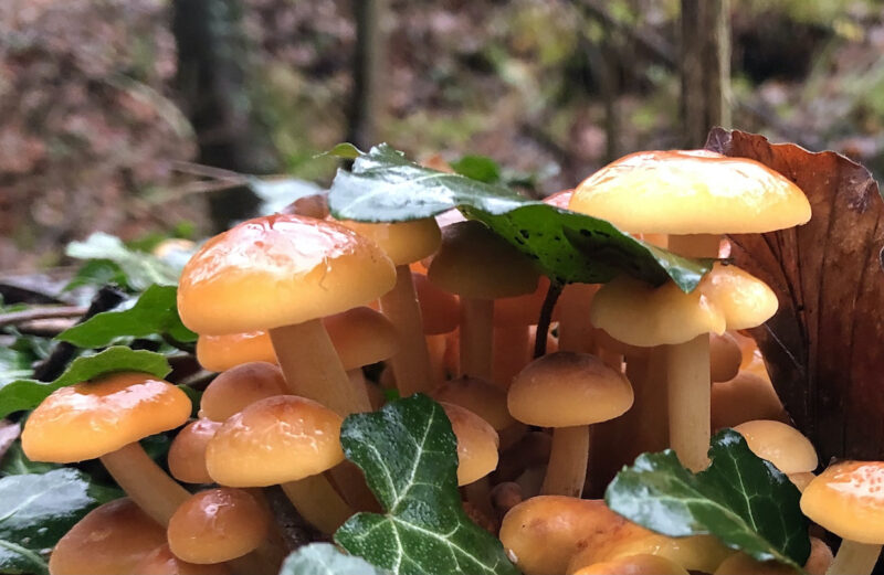 Workshop: Heimische Vitalpilze erkennen und verarbeiten