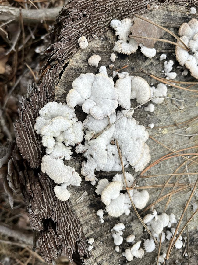 Schizophyllum commune