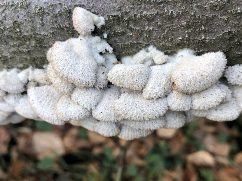 Schizophyllum commune