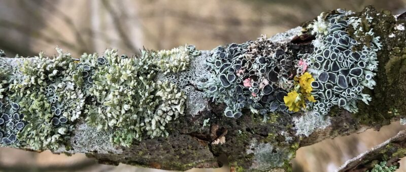 Workshop: Flechten und Moose für die Selbstversorgung