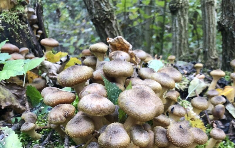 Pilzwanderung im Leithagebirge: Heimische Vital- und Speisepilze