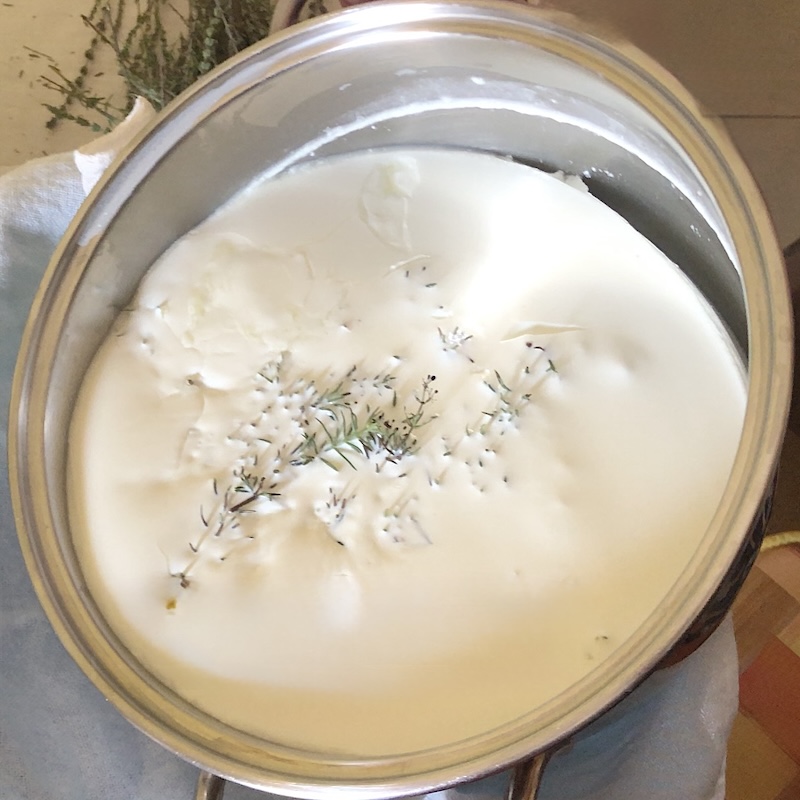 labenzym-käseherstellung-wildpflanzen