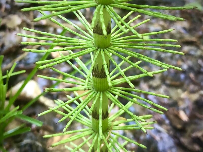 Equisetum gigantes, Schachtelhalm