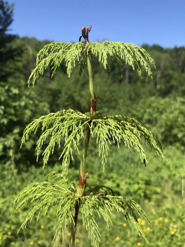 Equisetum sylvaticum