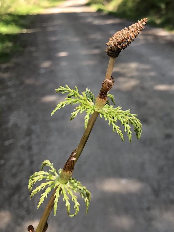 Equisetum sylvaticum