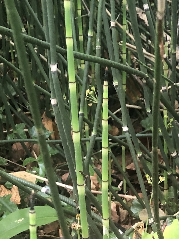Equisetum hyemale