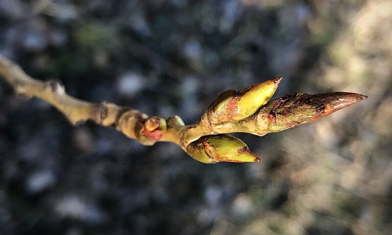 Workshop: Köstliches aus Knospen und Kätzchen – Eine kulinarische Entdeckungsreise 