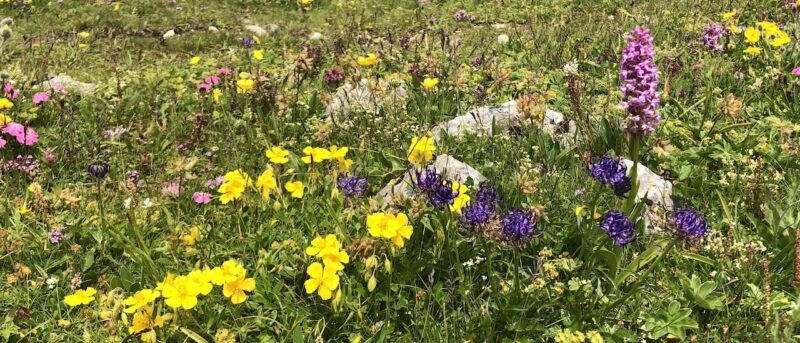 Wanderung: Bergfrühling – Almkräuter in den Adlitzgräben