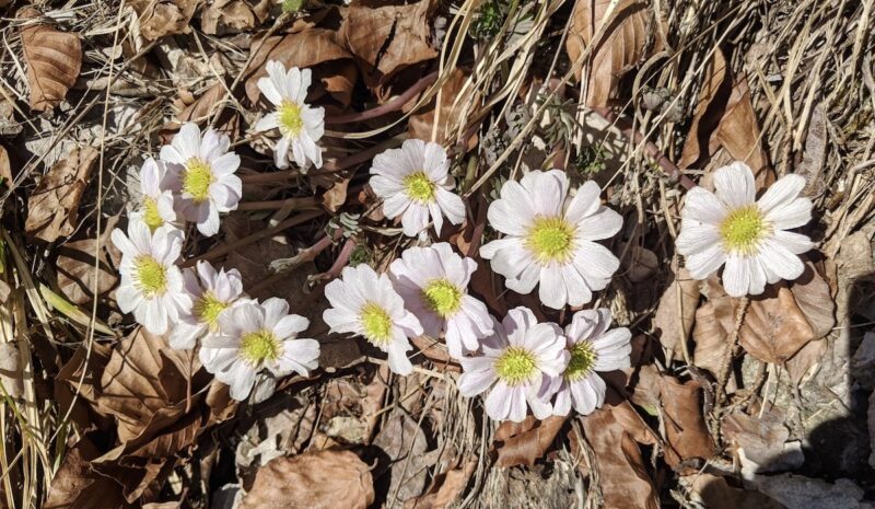 Frühlingswanderung: Von den Marchauen auf den Mannersdorfer Kellerberg