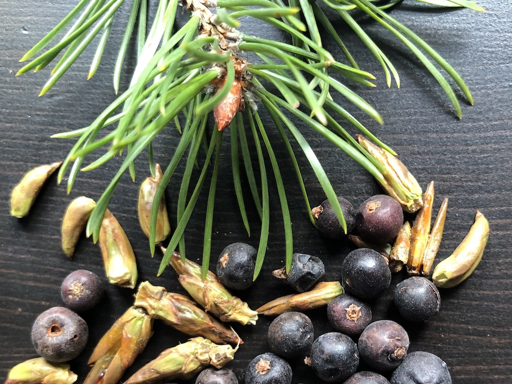 Kiefernnadeln-Schwarzpappelknospen-Wacholderbeeren