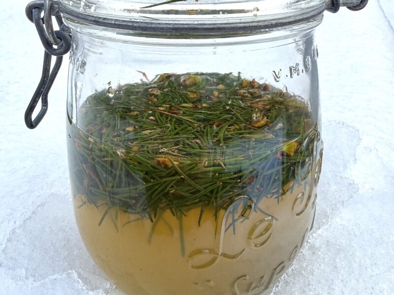Fichtennadel-Drink-fermentiert