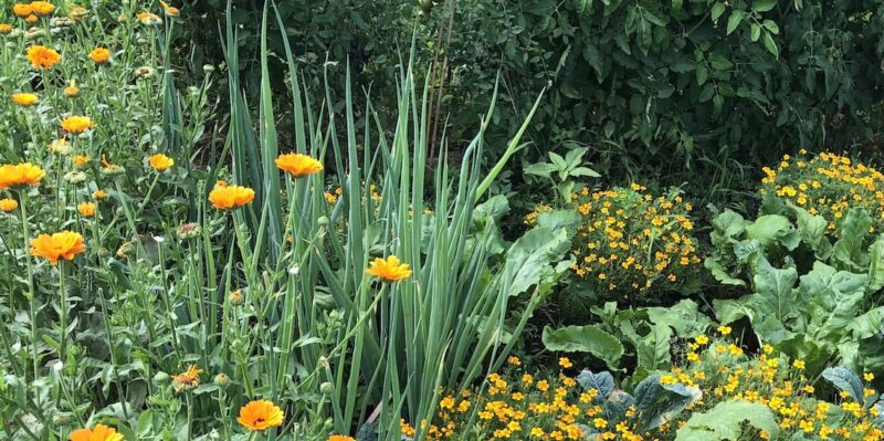 Workshop: Pflanzenstärkung und Schädlingsabwehr mit Wildpflanzen