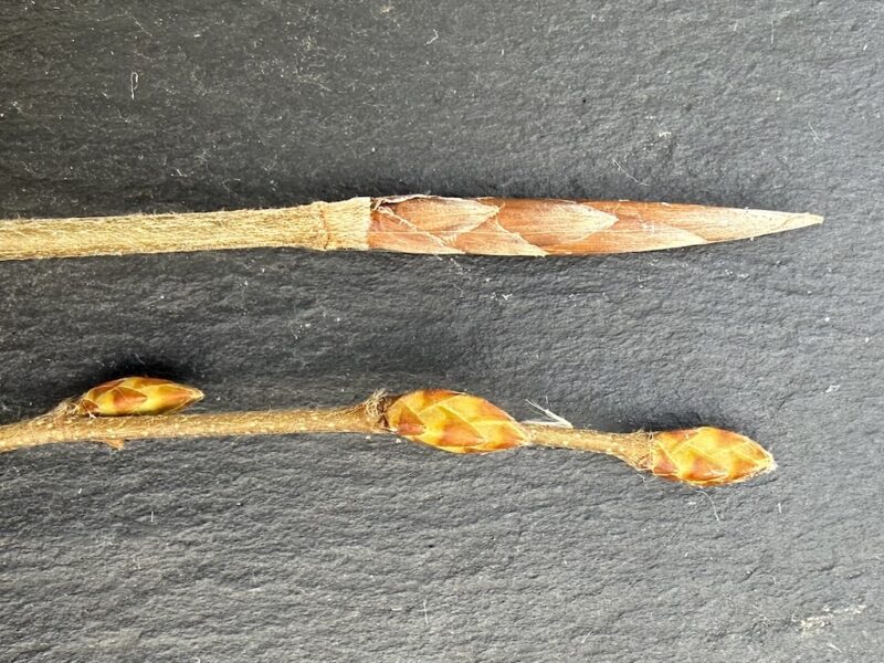 rotbuche-und-hainbuche-bestimmen