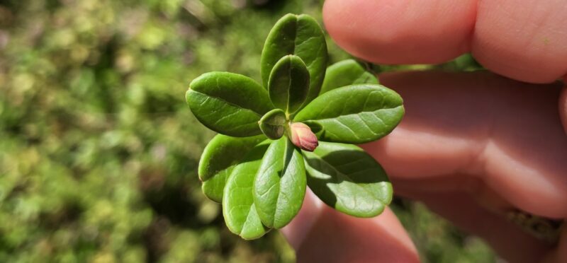 Knospenwanderung auf der Alm mit Herstellung von Gemmomazeraten