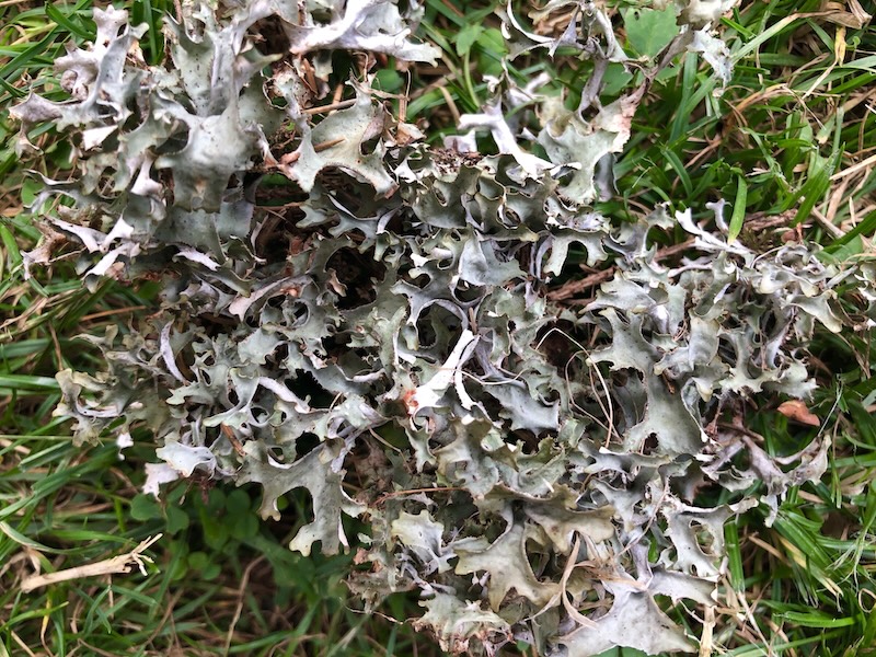 Cetraria islandica