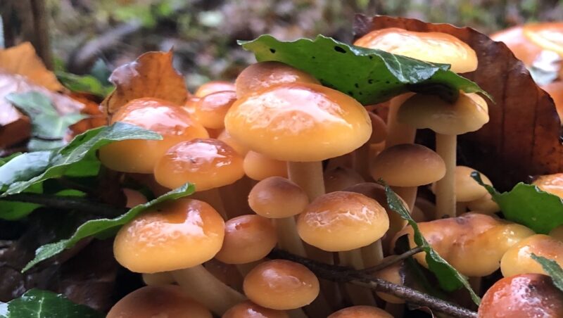 Pilzwanderung: Speise- und Vitalpilze im Wienerwald kennenlernen