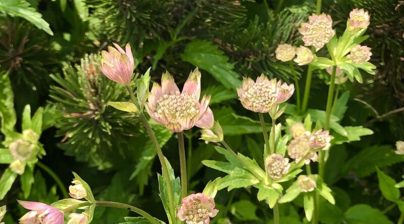 Sommerwanderung: Heil- und Giftpflanzen im Naturjuwel Flatzer Wand